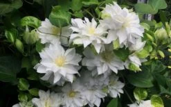 Arctic Queen Clematis - 1 Gallon Pot -Stylish Garden Plant Store clematis arctic queen 5