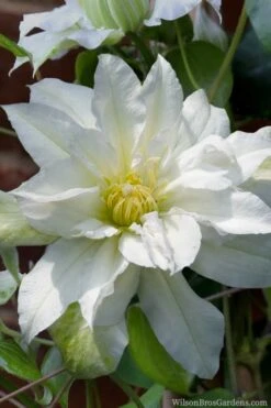 Arctic Queen Clematis - 1 Gallon Pot -Stylish Garden Plant Store clematis arctic queen 8