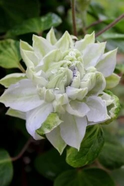 Arctic Queen Clematis - 1 Gallon Pot -Stylish Garden Plant Store clematis arctic queen 9