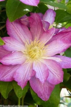Asao Clematis - 1 Gallon Pot -Stylish Garden Plant Store clematis asao 10