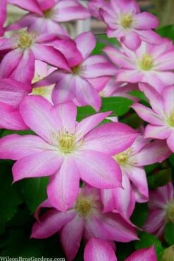 Asao Clematis - 1 Gallon Pot -Stylish Garden Plant Store clematis asao 15