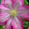Asao Clematis - 1 Gallon Pot -Stylish Garden Plant Store clematis asao 17