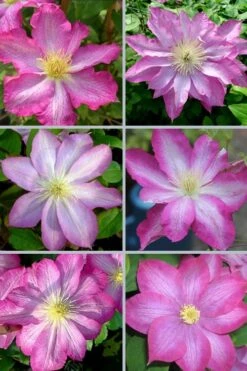 Asao Clematis - 1 Gallon Pot -Stylish Garden Plant Store clematis asao 18