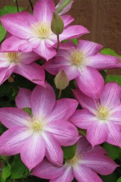 Asao Clematis - 1 Gallon Pot -Stylish Garden Plant Store clematis asao 7