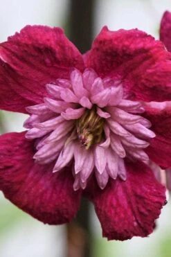 Avant-Garde Clematis - 1 Gallon Pot -Stylish Garden Plant Store clematis avant garde 4