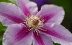 Bees Jubilee Clematis - 1 Gallon Pot -Stylish Garden Plant Store clematis bees jubilee 10