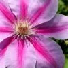 Bees Jubilee Clematis - 1 Gallon Pot -Stylish Garden Plant Store clematis bees jubilee 2