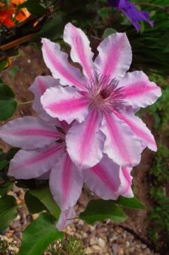 Bees Jubilee Clematis - 1 Gallon Pot -Stylish Garden Plant Store clematis bees jubilee 5