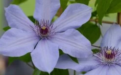 Bernadine Clematis - 1 Gallon Pot -Stylish Garden Plant Store clematis bernadine 1