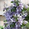 Bernadine Clematis - 1 Gallon Pot -Stylish Garden Plant Store clematis bernadine 5