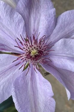 Bernadine Clematis - 1 Gallon Pot -Stylish Garden Plant Store clematis bernadine 8