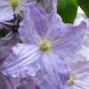 Blue Angel Clematis - 1 Gallon Pot -Stylish Garden Plant Store clematis blue angel 1