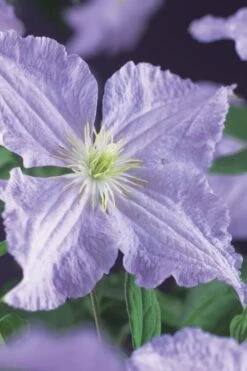 Blue Angel Clematis - 1 Gallon Pot -Stylish Garden Plant Store clematis blue angel 2