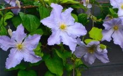 Blue Angel Clematis - 1 Gallon Pot -Stylish Garden Plant Store clematis blue angel 5