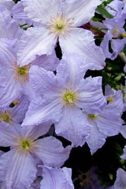 Blue Angel Clematis - 1 Gallon Pot -Stylish Garden Plant Store clematis blue angel 6