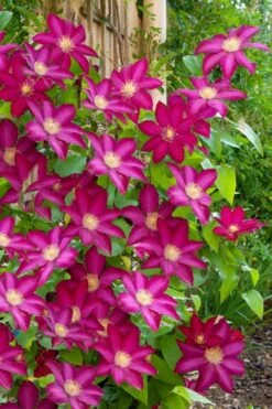 Bourbon Clematis - 1 Gallon Pot -Stylish Garden Plant Store clematis bourbon 5