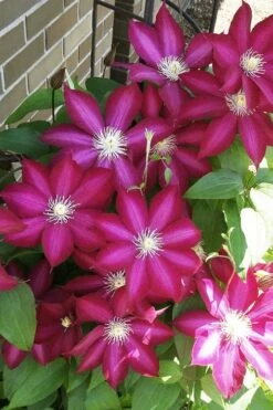 Bourbon Clematis - 1 Gallon Pot -Stylish Garden Plant Store clematis bourbon 8
