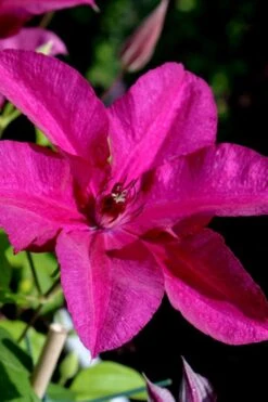 Cardinal Wyszynski Clematis - 1 Gallon Pot -Stylish Garden Plant Store clematis cardinal wyszynski 10