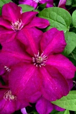 Cardinal Wyszynski Clematis - 1 Gallon Pot -Stylish Garden Plant Store clematis cardinal wyszynski 11