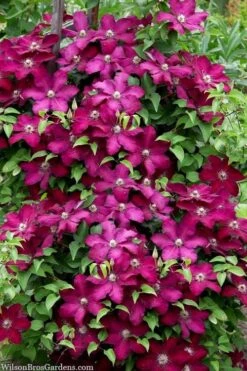Cardinal Wyszynski Clematis - 1 Gallon Pot -Stylish Garden Plant Store clematis cardinal wyszynski 7