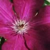 Cardinal Wyszynski Clematis - 1 Gallon Pot