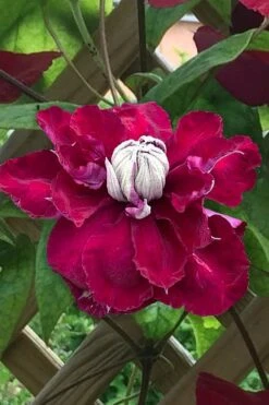 Charmaine Clematis - 1 Gallon Pot -Stylish Garden Plant Store clematis charmaine 1