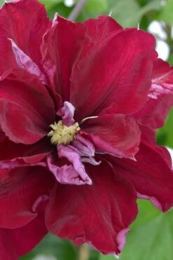 Charmaine Clematis - 1 Gallon Pot -Stylish Garden Plant Store clematis charmaine 2