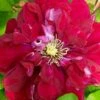 Charmaine Clematis - 1 Gallon Pot -Stylish Garden Plant Store clematis charmaine 3