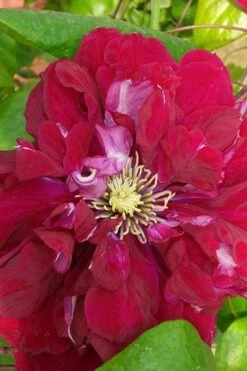 Charmaine Clematis - 1 Gallon Pot -Stylish Garden Plant Store clematis charmaine 500x750 1