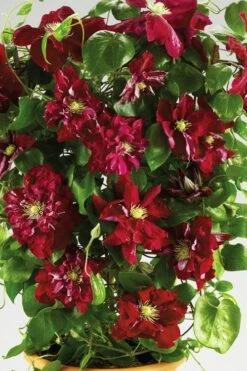 Charmaine Clematis - 1 Gallon Pot -Stylish Garden Plant Store clematis charmaine 6