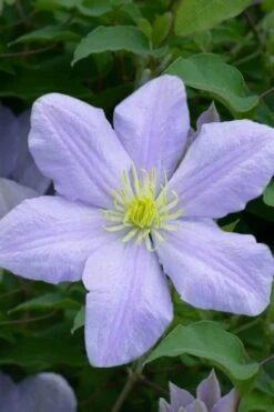 Chelsea Clematis - 1 Gallon Pot -Stylish Garden Plant Store clematis chelsea 1