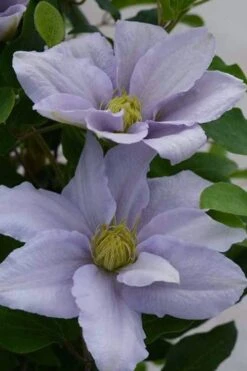 Chelsea Clematis - 1 Gallon Pot -Stylish Garden Plant Store clematis chelsea 3