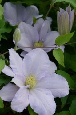 Chelsea Clematis - 1 Gallon Pot -Stylish Garden Plant Store clematis chelsea 4