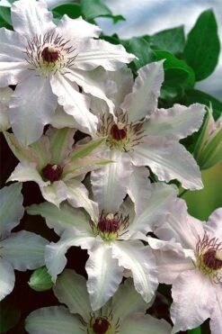 Clair De Lune Clematis - 1 Gallon Pot -Stylish Garden Plant Store clematis clair de june 2