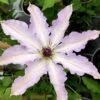 Clair De Lune Clematis - 1 Gallon Pot -Stylish Garden Plant Store clematis clair de june 3