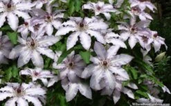 Clair De Lune Clematis - 1 Gallon Pot -Stylish Garden Plant Store clematis clair de june 4