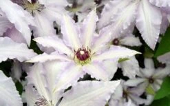 Clair De Lune Clematis - 1 Gallon Pot -Stylish Garden Plant Store clematis clair de june 6