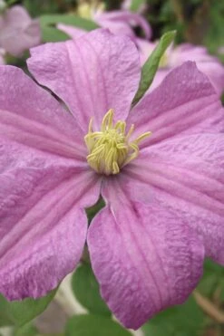 Comtesse De Bouchaud Clematis - 1 Gallon Pot -Stylish Garden Plant Store clematis comtesse de bouchaud 1