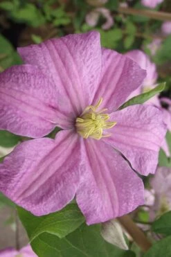 Comtesse De Bouchaud Clematis - 1 Gallon Pot -Stylish Garden Plant Store clematis comtesse de bouchaud 2