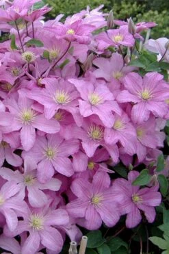 Comtesse De Bouchaud Clematis - 1 Gallon Pot -Stylish Garden Plant Store clematis comtesse de bouchaud 3