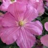 Comtesse De Bouchaud Clematis - 1 Gallon Pot -Stylish Garden Plant Store clematis comtesse de bouchaud 7