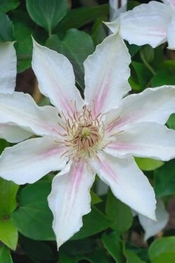 Corinne Clematis - 1 Gallon Pot -Stylish Garden Plant Store clematis corinne 14