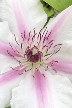 Corinne Clematis - 1 Gallon Pot -Stylish Garden Plant Store clematis corinne 15