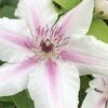 Corinne Clematis - 1 Gallon Pot -Stylish Garden Plant Store clematis corinne 16