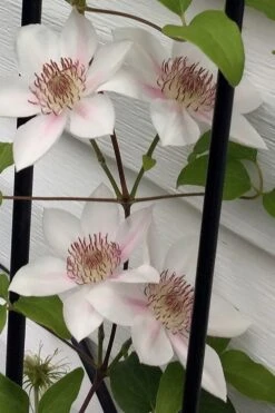 Corinne Clematis - 1 Gallon Pot -Stylish Garden Plant Store clematis corinne 17