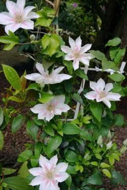Corinne Clematis - 1 Gallon Pot -Stylish Garden Plant Store clematis corinne 18