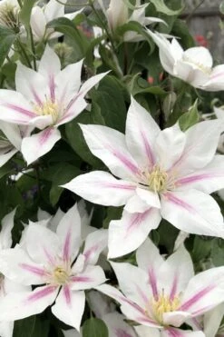 Corinne Clematis - 1 Gallon Pot -Stylish Garden Plant Store clematis corinne 2