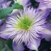 Crystal Fountain Clematis - 1 Gallon Pot -Stylish Garden Plant Store clematis crystal fountain 1