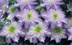 Crystal Fountain Clematis - 1 Gallon Pot -Stylish Garden Plant Store clematis crystal fountain 2