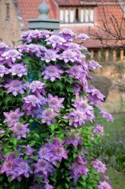 Crystal Fountain Clematis - 1 Gallon Pot -Stylish Garden Plant Store clematis crystal fountain 3